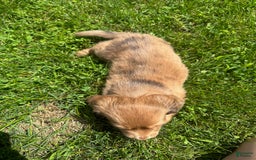 Miniature Dachshund dogs for sale: Fluff - Image 3