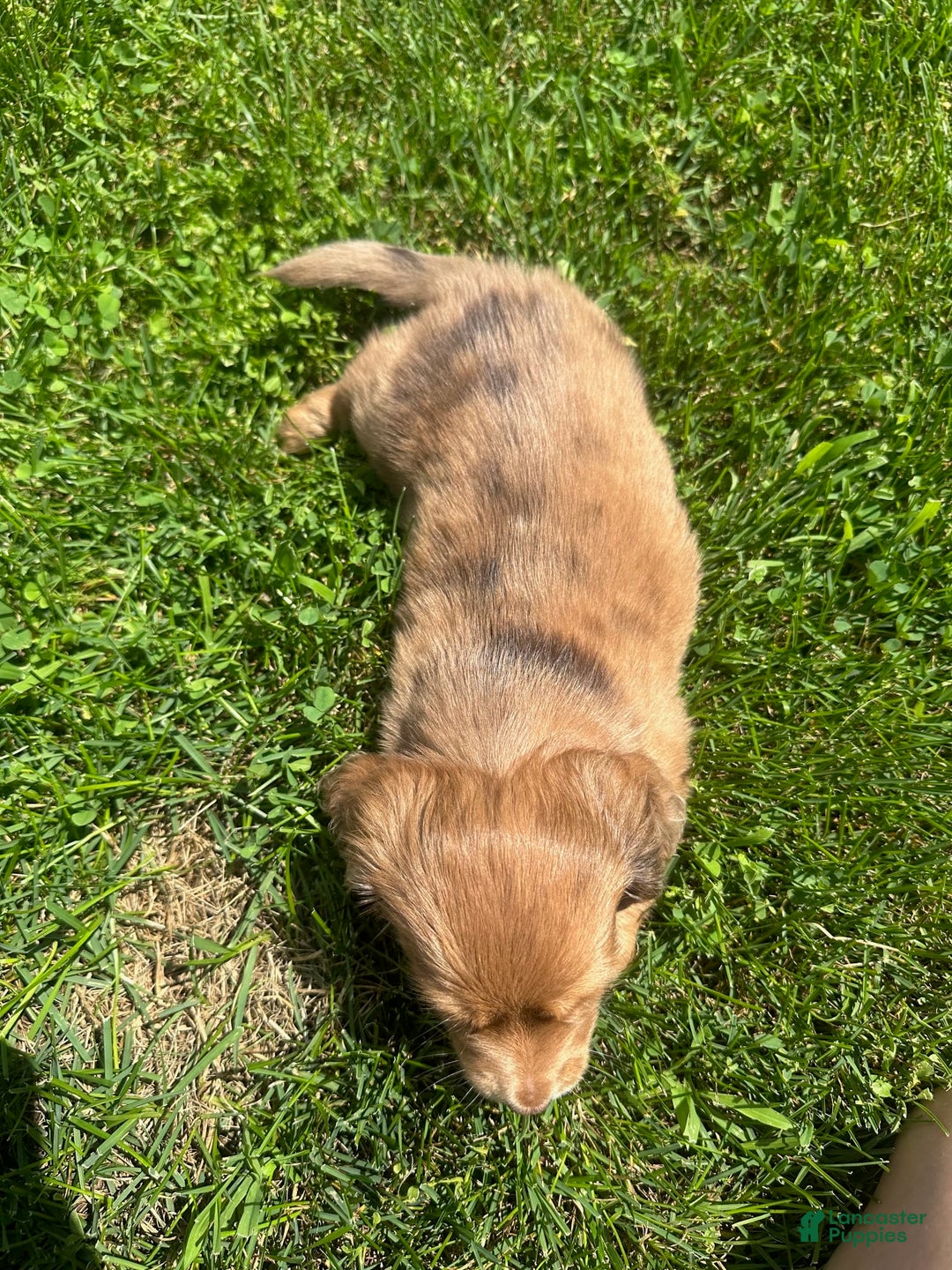 Miniature Dachshund dogs for sale: Fluff - Image 3