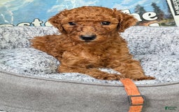 Standard Poodle dogs for sale: Trixie Orange Collar Poodle - Image 3