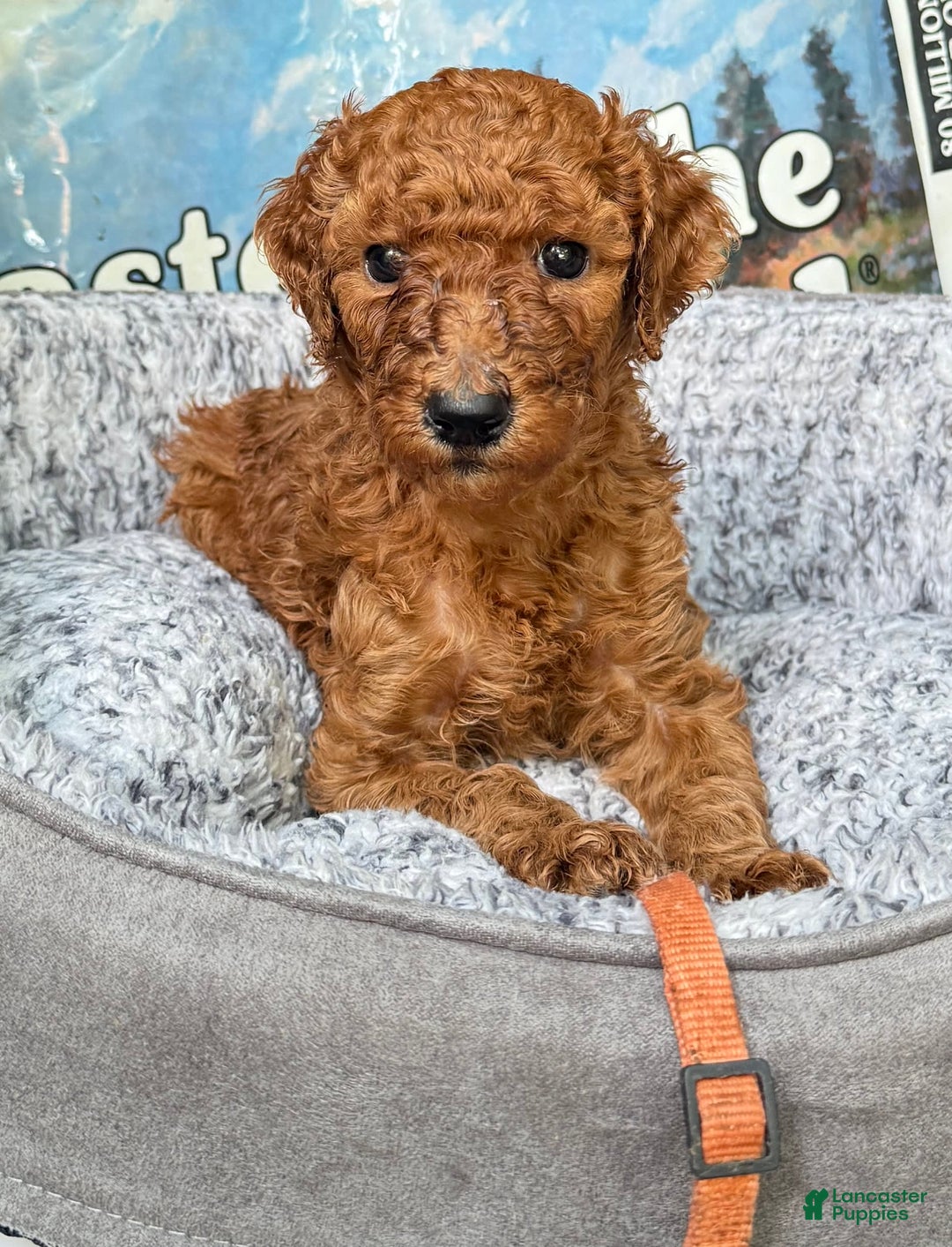 Standard Poodle dogs for sale: Trixie Orange Collar Poodle - Image 3