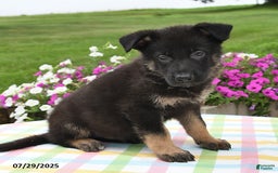 German Shepherd dogs for sale: Mason - Image 5