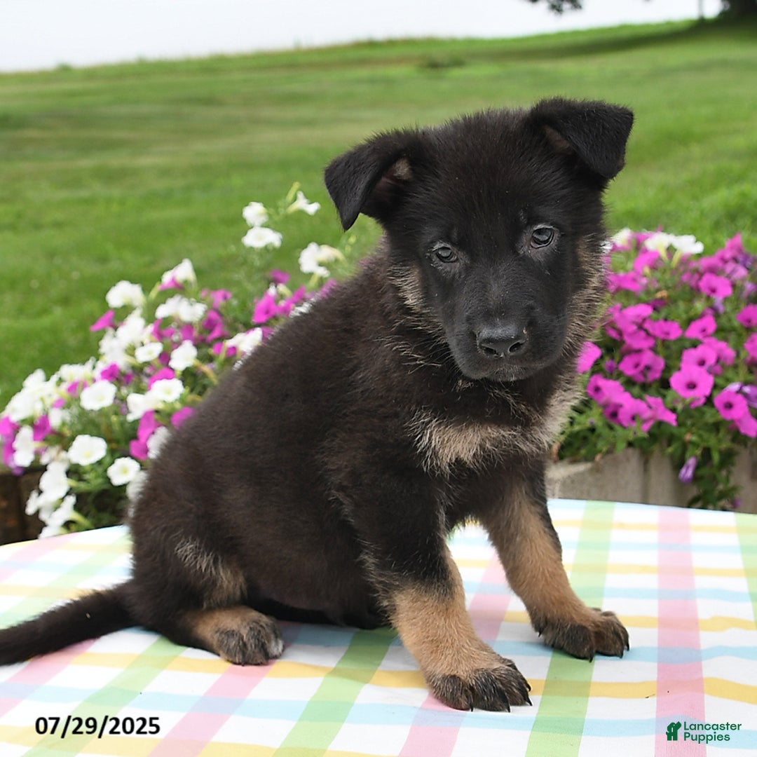 German Shepherd dogs for sale: Mason - Image 5