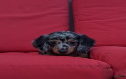 Miniature Dachshund dogs for sale: Princess - Image 3