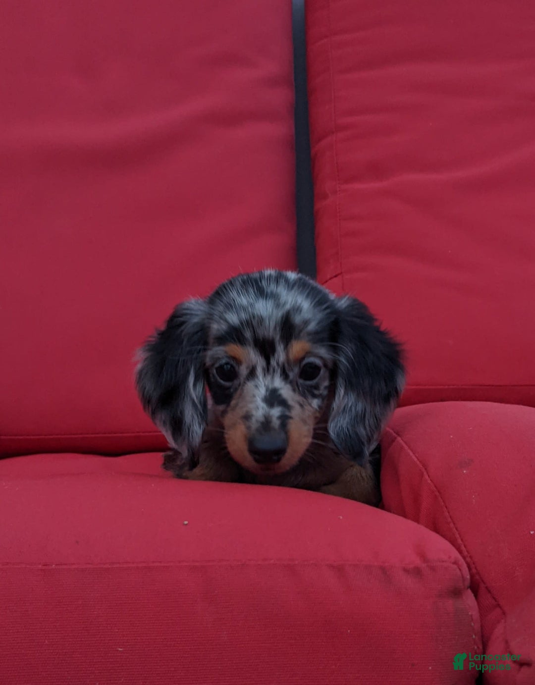Miniature Dachshund dogs for sale: Princess - Image 3