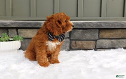Cavapoo dogs for sale: Baxter - Image 2