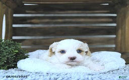 Cavapoo dogs for sale: Zoey - Image 4