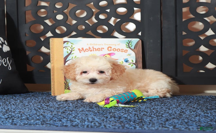 Toy Poodle dogs for sale - Ad 4