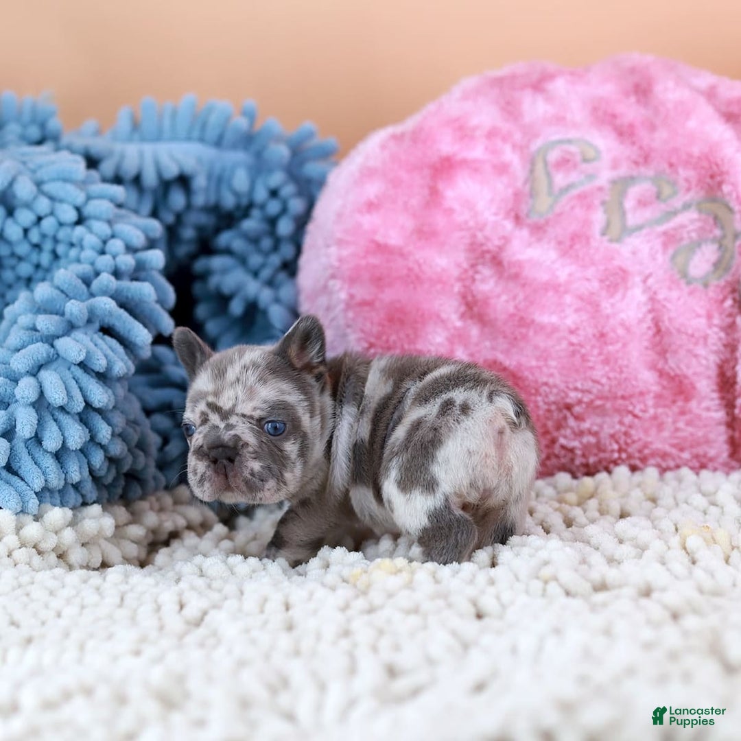 French Bulldog dogs for sale: Daisy - Image 4
