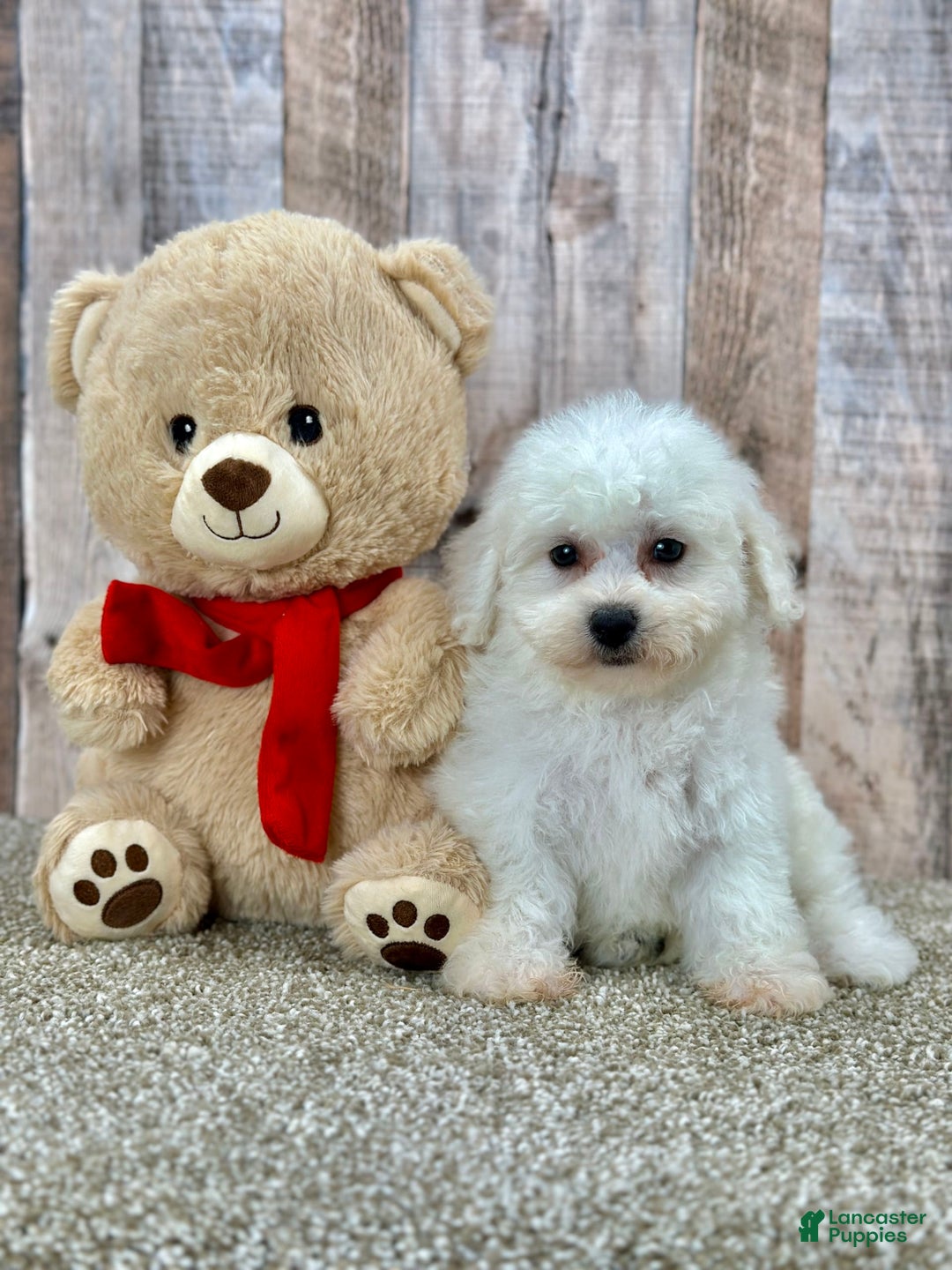 Bichon Frise dogs for sale: Basil - Image 2