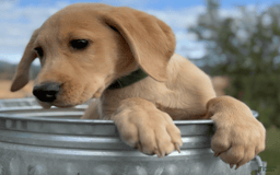 Labrador Retriever dogs for sale: Clyde - Image 7