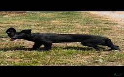 German Shepherd dogs for sale: Jaydah - Image 1