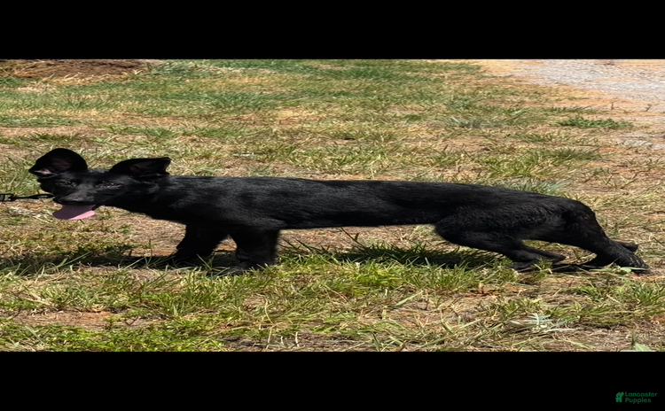 German Shepherd dogs for sale - Ad 4