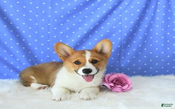 Welsh Corgi Pembroke dogs for sale: Patsy - Image 4