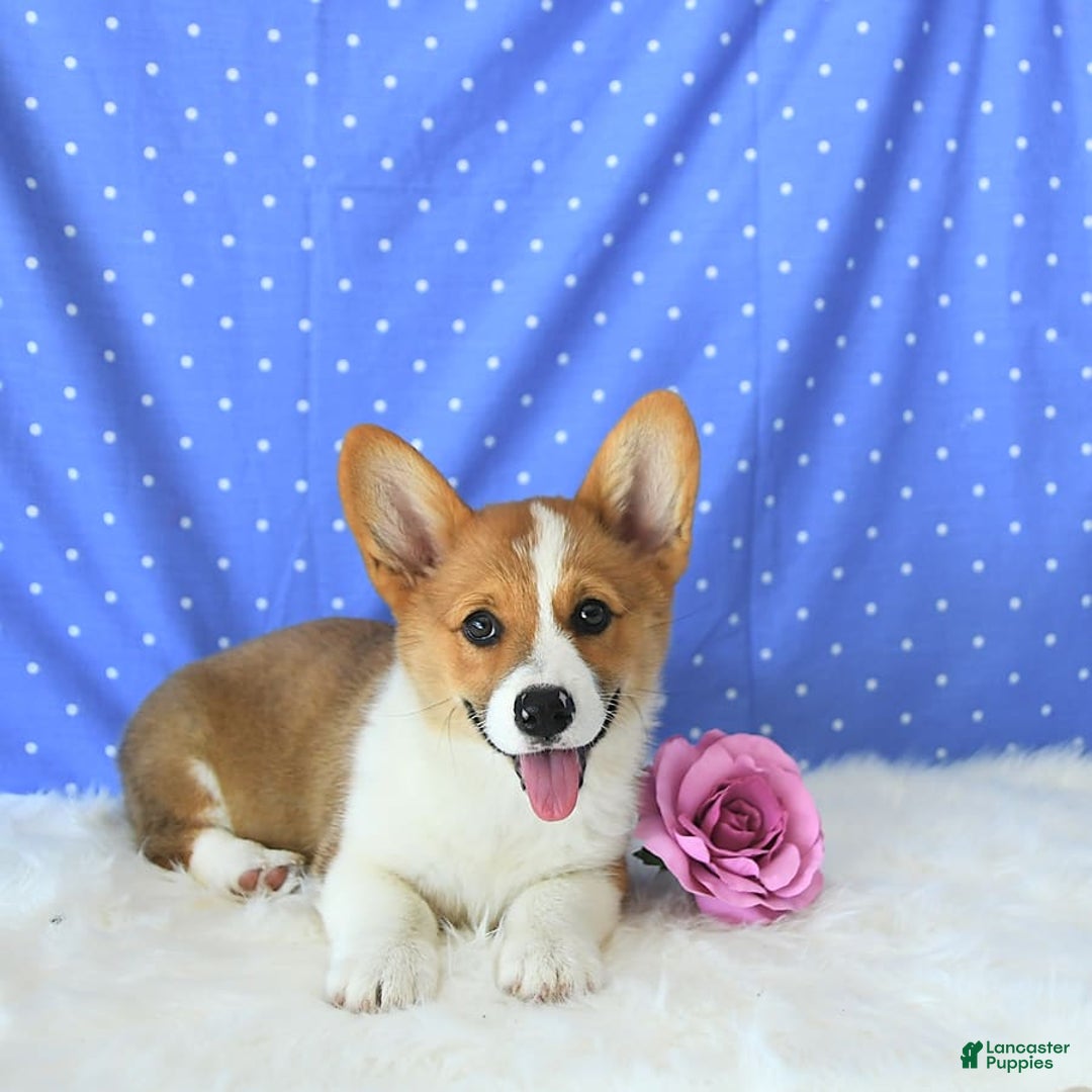 Welsh Corgi Pembroke dogs for sale: Patsy - Image 4