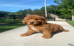 Mini Goldendoodle dogs for sale: Delilah - Image 6