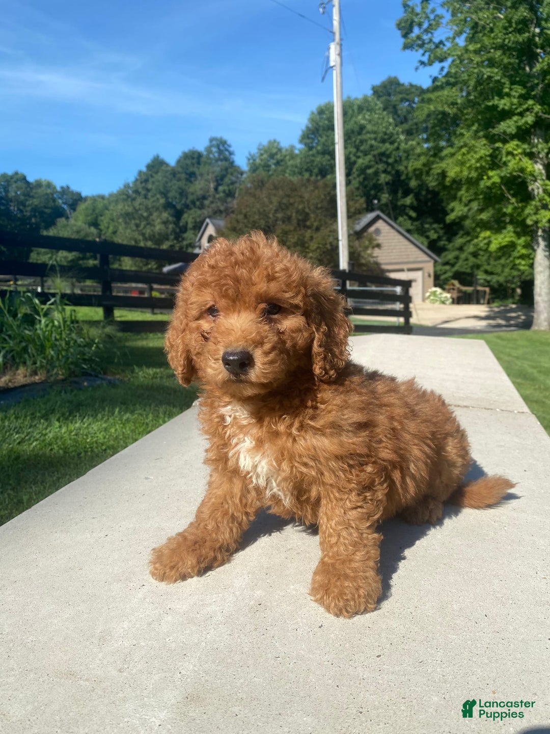 Mini Goldendoodle dogs for sale: Delilah - Image 6