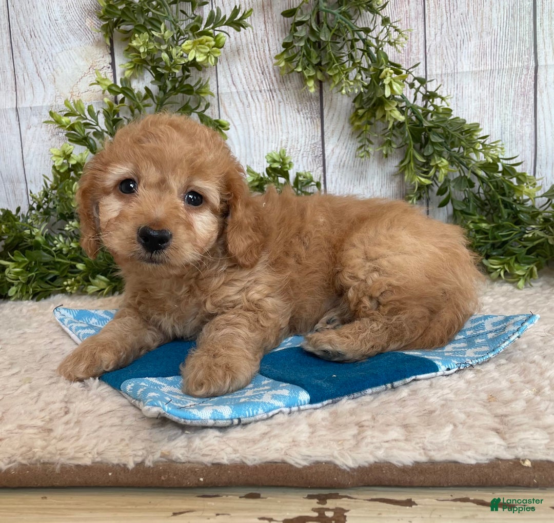 Doxiepoo dogs for sale: Davy - Image 7