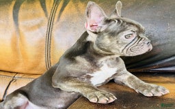 French Bulldog dogs for sale: Buddy - Image 16