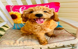 Mini Goldendoodle dogs for sale: Donut - Image 1