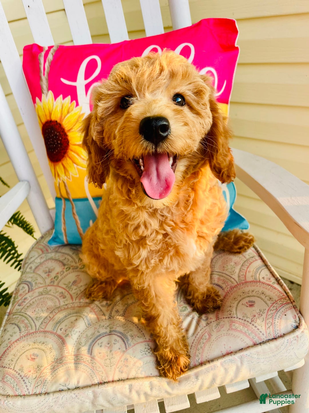 Mini Goldendoodle dogs for sale: Donut - Image 1