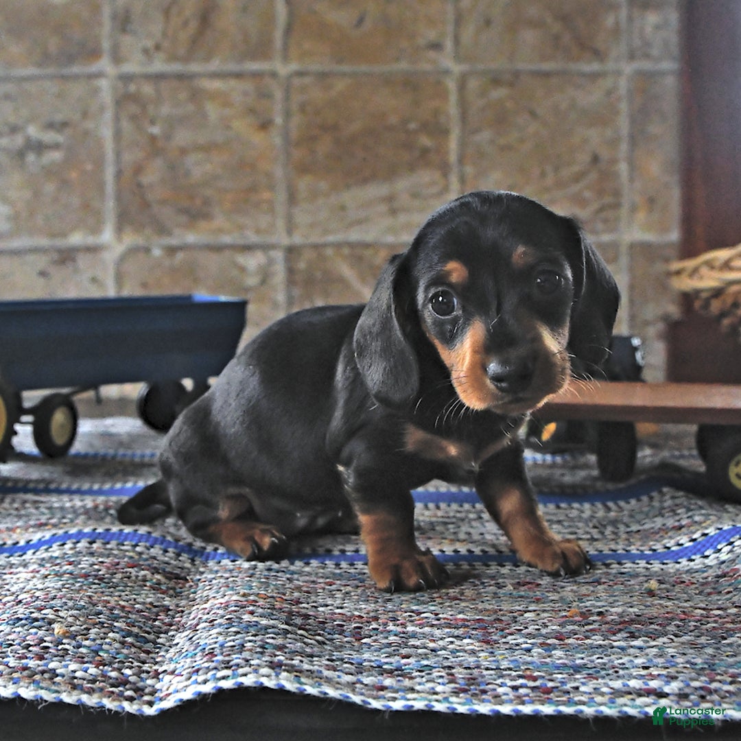 Miniature Dachshund dogs for sale: Sheba - Image 1