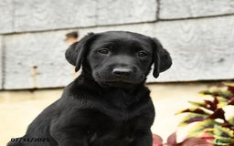 Labrador Retriever dogs for sale: Maverick - Image 5