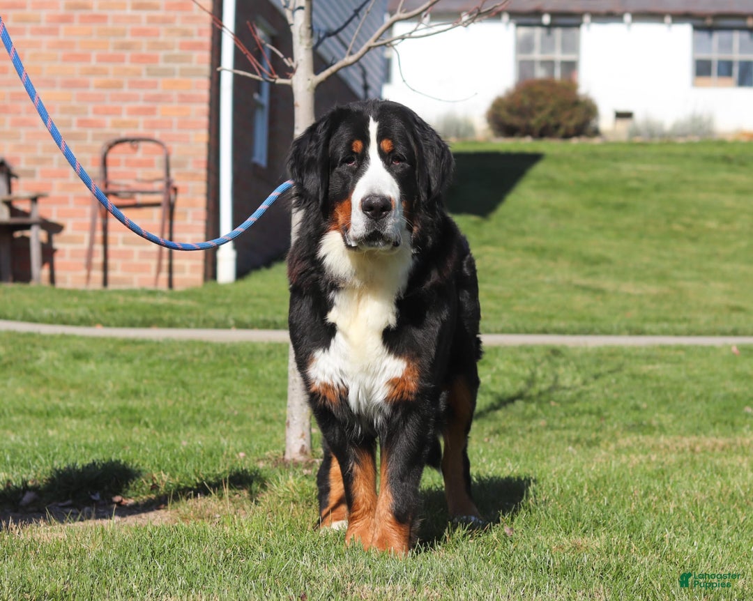 Bernese Mountain Dog dogs for sale: Katy - Image 14
