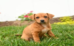 Jack Russell Terrier dogs for sale: Kisses - Image 3
