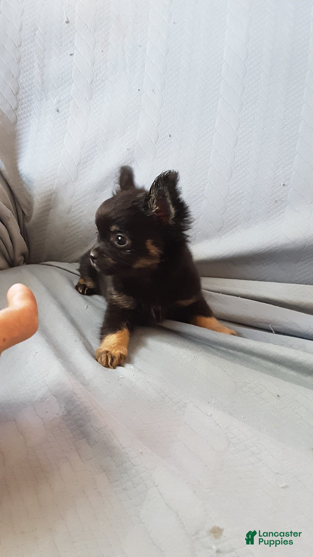 Chihuahua dogs for sale: Sir Maxwell - Image 5