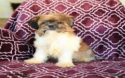 Shih Tzu dogs for sale: Scott - Image 8