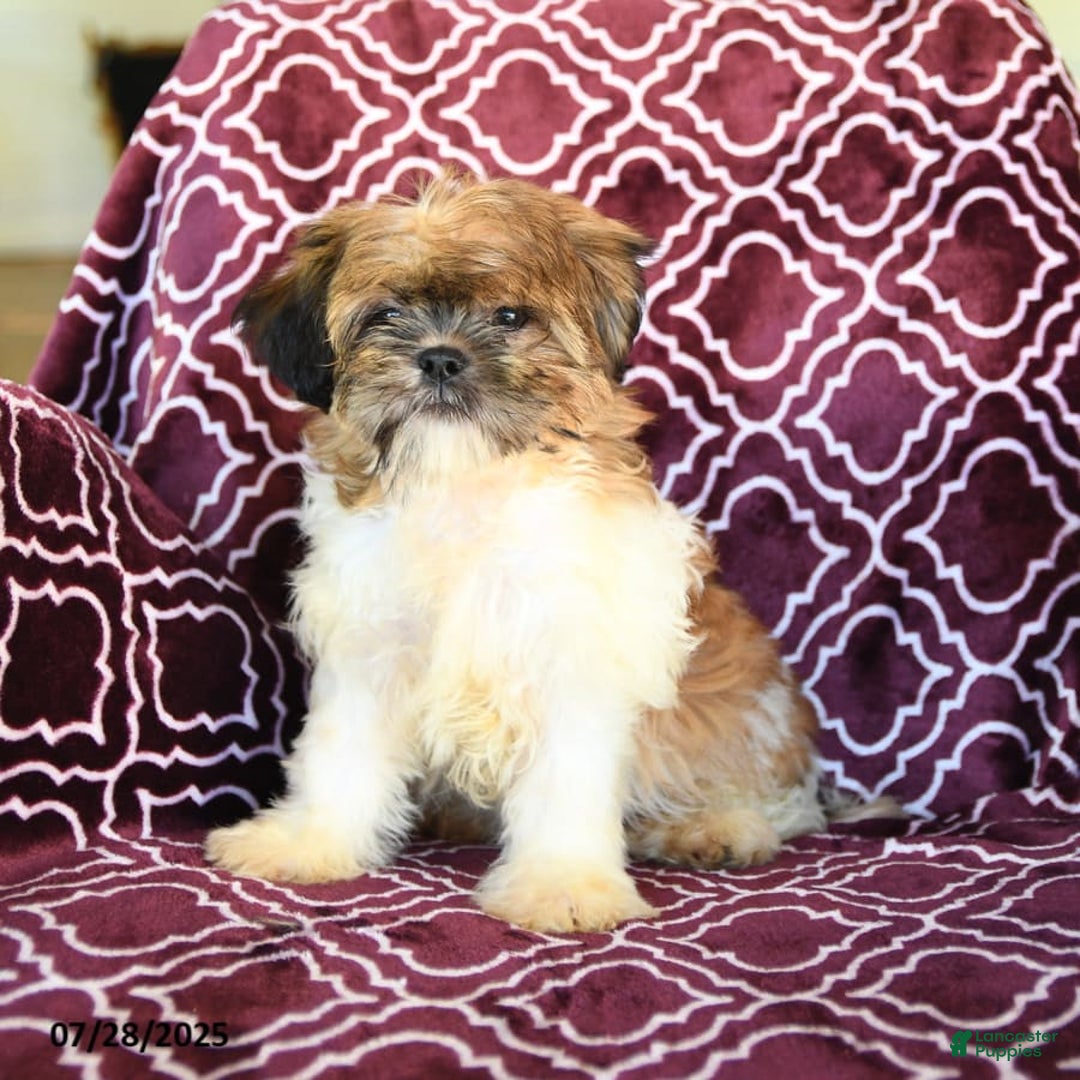 Shih Tzu dogs for sale: Scott - Image 8