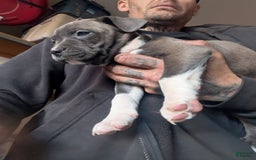 American Pit Bull Terrier dogs for sale: Piglet - Image 1