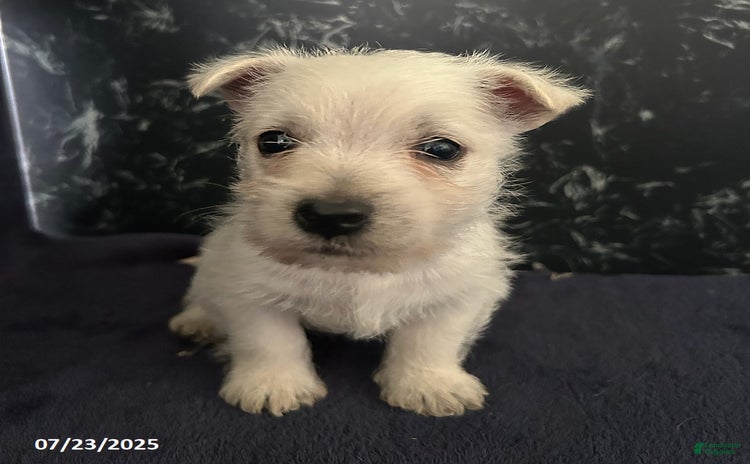 West Highland Terrier dogs for sale - Ad 3