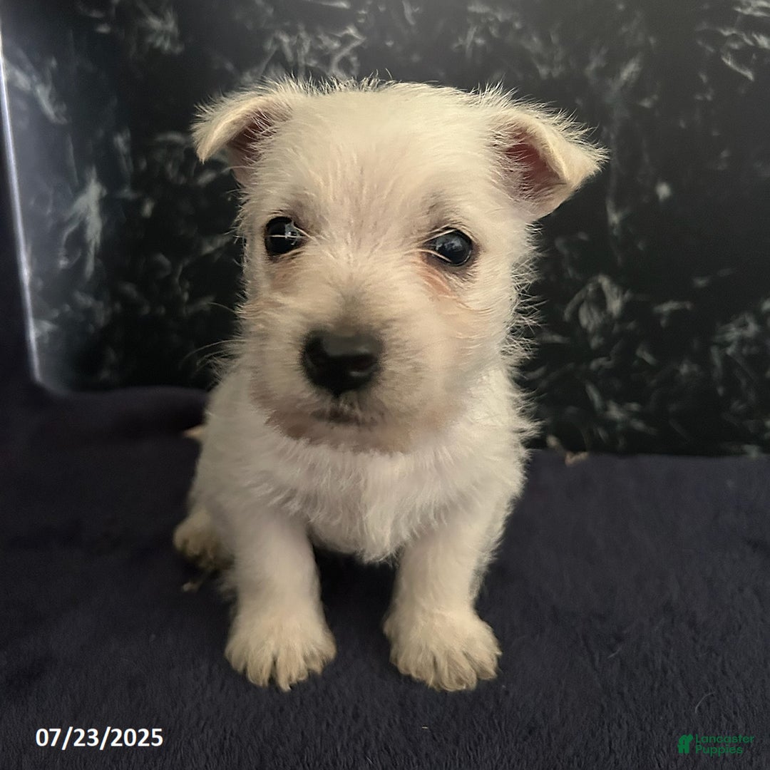 West Highland Terrier dogs for sale: Chester - Image 1