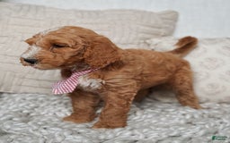 Goldendoodle dogs for sale: Humphrey - Image 2