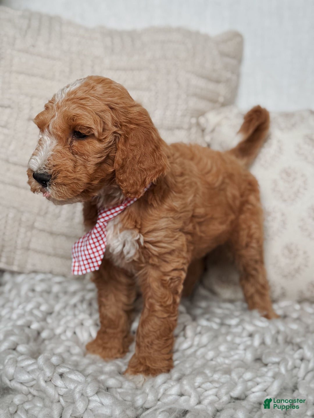 Goldendoodle dogs for sale: Humphrey - Image 2