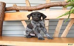 German Shorthaired Pointer dogs for sale: Briar - Image 3