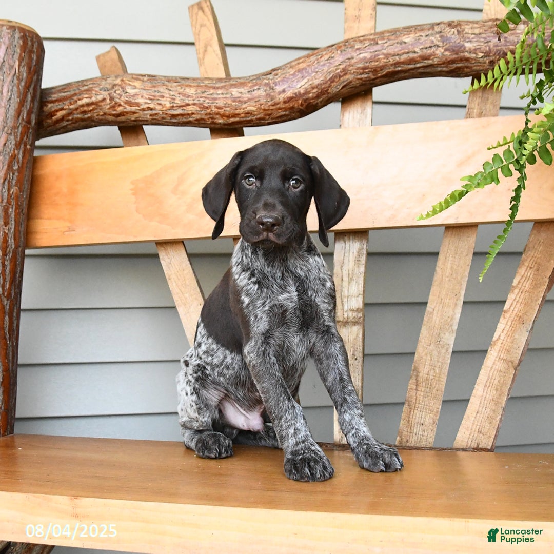 German Shorthaired Pointer dogs for sale: Briar - Image 3