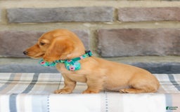 Miniature Dachshund dogs for sale: Sophie - Image 6