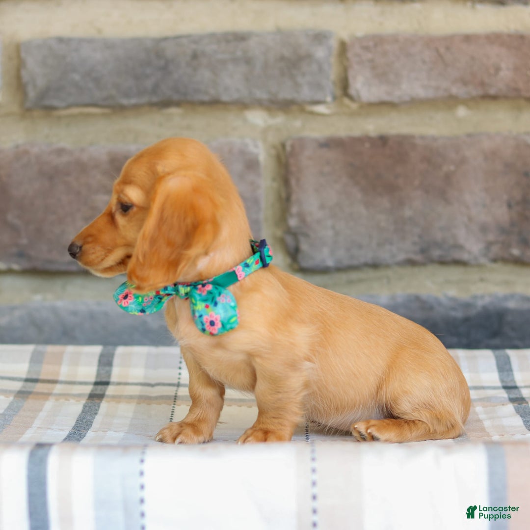 Miniature Dachshund dogs for sale: Sophie - Image 6