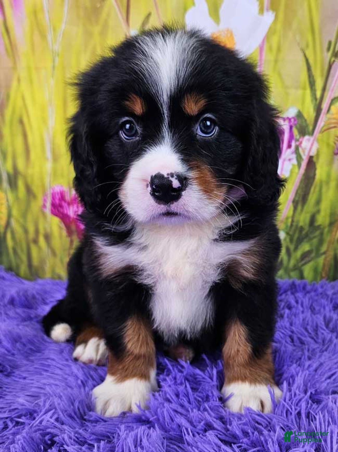 Miniature Bernese Mountain Dog dogs for sale: Apollo - Image 2