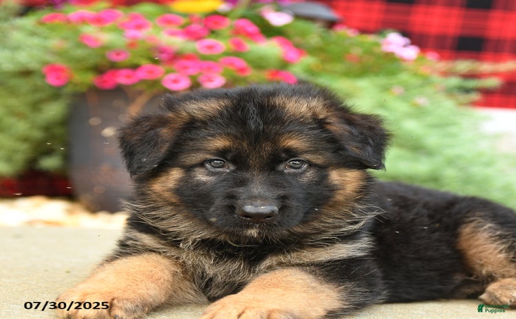 German Shepherd dogs for sale - Ad 3