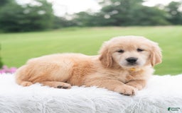 Golden Retriever dogs for sale: Rhette - Image 4