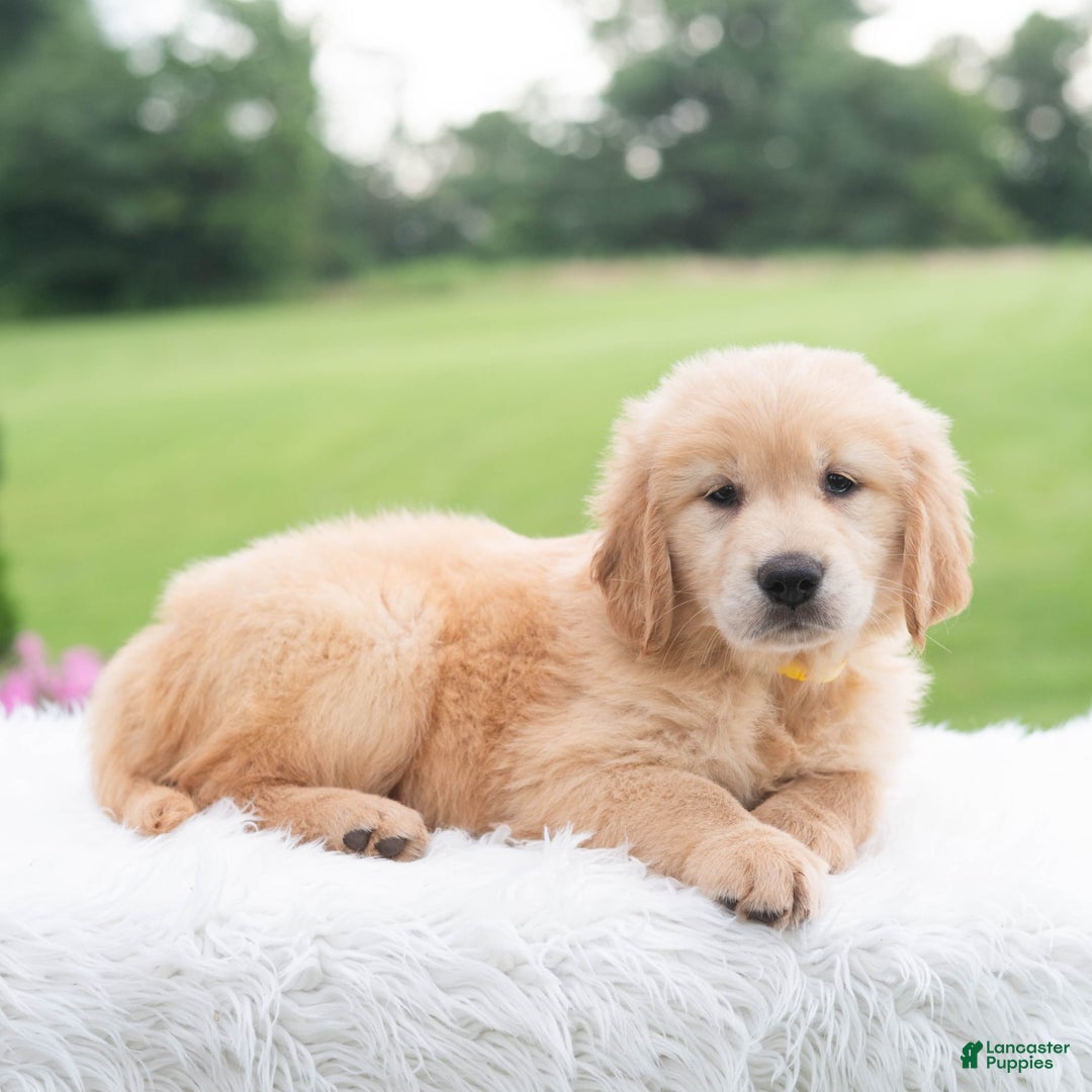 Golden Retriever dogs for sale: Rhette - Image 4