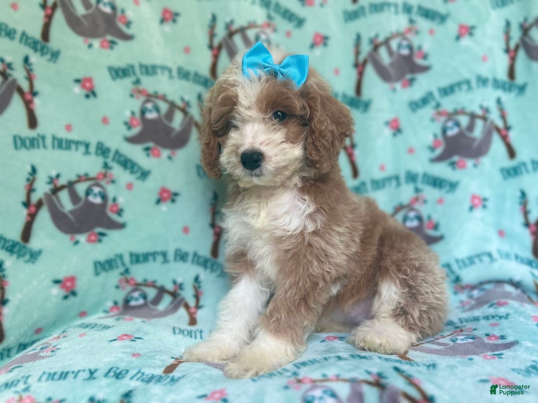 Cockapoo dogs for sale: Buttercup - Image 7