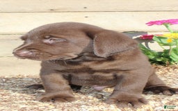 Labrador Retriever dogs for sale: Eric - Image 7