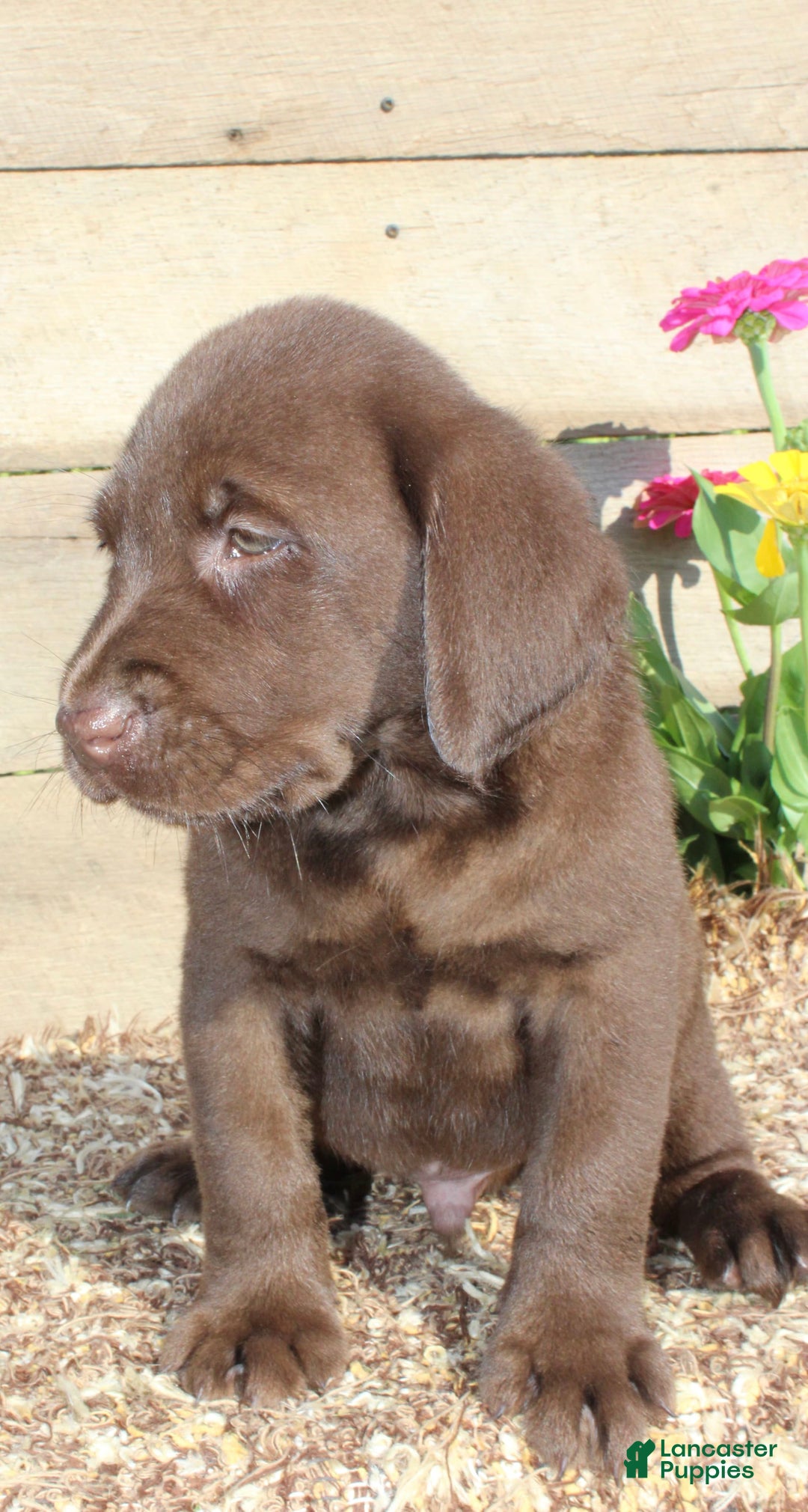 Labrador Retriever dogs for sale: Eric - Image 7