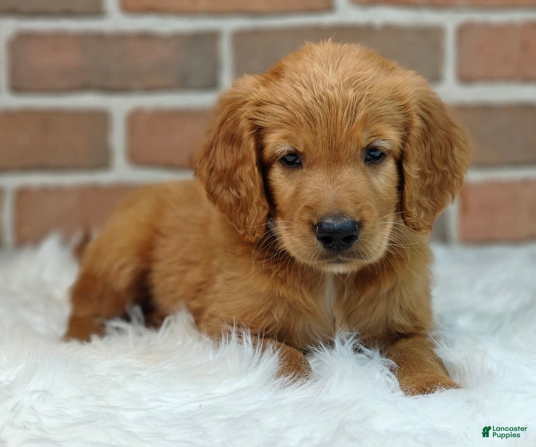 Goldendoodle dogs for sale: Rocky - Image 1