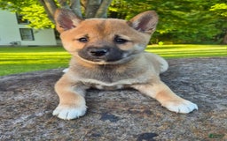 Shiba Inu dogs for sale: Reva - Image 1