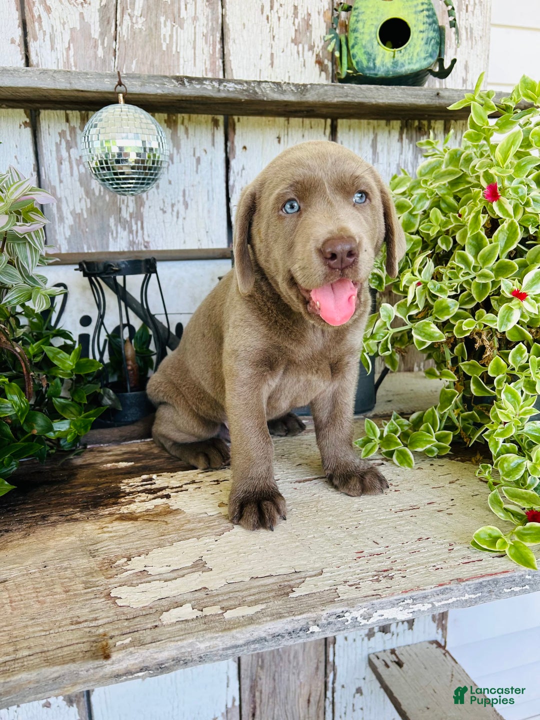 Labrador Retriever dogs for sale: Max - Image 1
